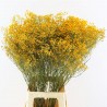Tige dense de GYPSOPHILE séchée - Miel
