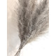 Fleur de PAMPA 90cm - 3 branches grises séchées