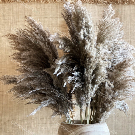 Fleur de PAMPA 90cm - 3 branches grises séchées