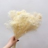 Botte de GYPSOPHILE séchée - Crème