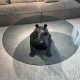 Table basse HIPPO - Black Edition