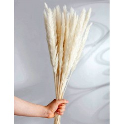 Fleur de PAMPA - 6 branches naturelles séchées
