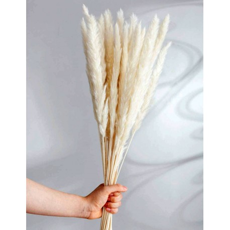 Fleur de PAMPA - 6 branches naturelles séchées