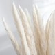 Fleur de PAMPA - 6 branches naturelles séchées